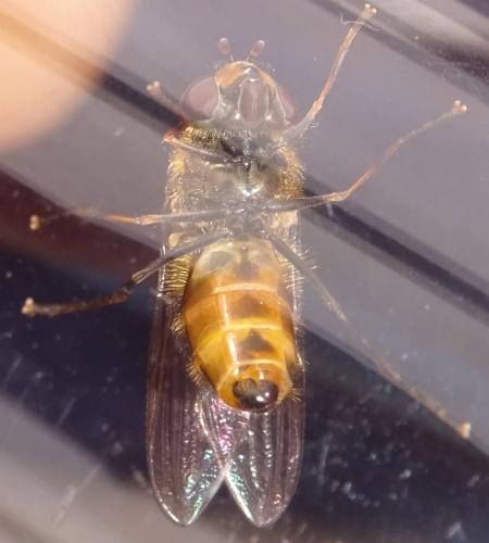Parasyrphus punctulatus
